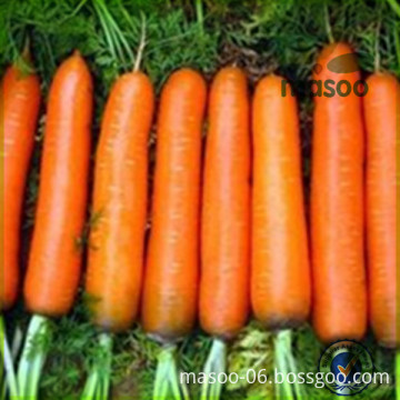 Chinese Fresh carrots, Fresh Vegetables, good quality